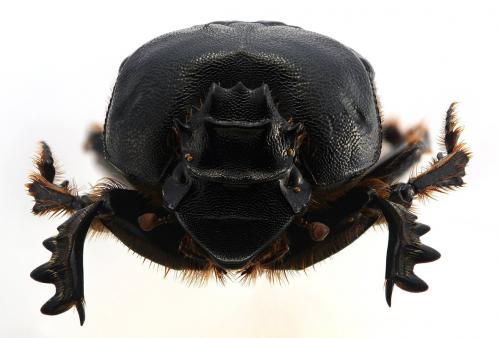 Heteronitis tridens